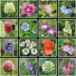 Blossombs Zaadbom - Cadeaudecoratie