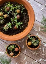 Blossombs Zaadbom - Cadeaudecoratie