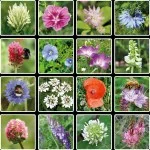 Blossombs Zaadbom - Cadeaudecoratie