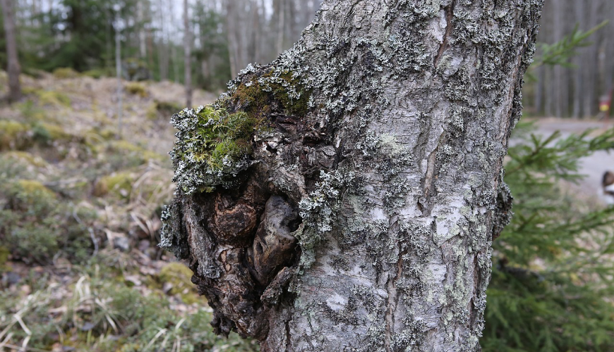 De Scandinavische chaga paddenstoel heeft veel voordelen voor je gezondheid