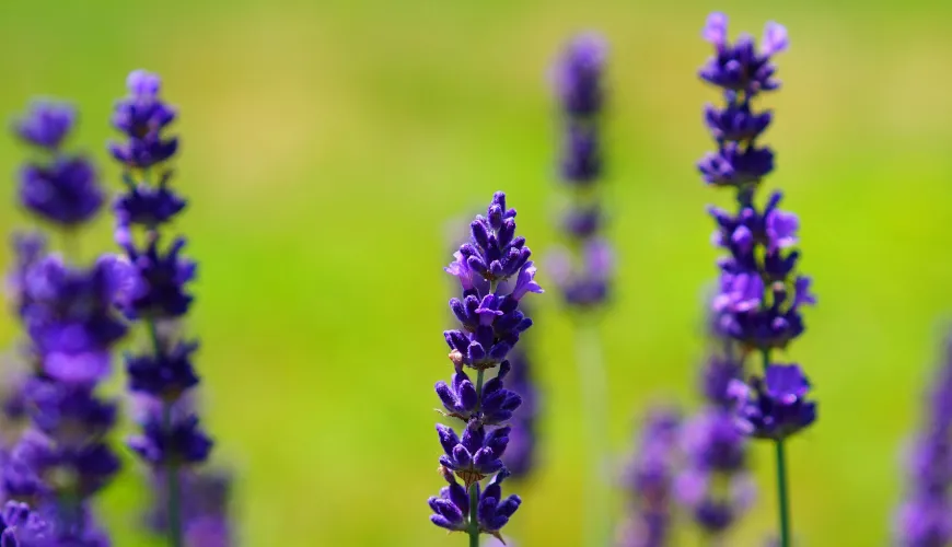 Violetsiroop is een natuurlijke delicatesse vol smaak en gezondheid