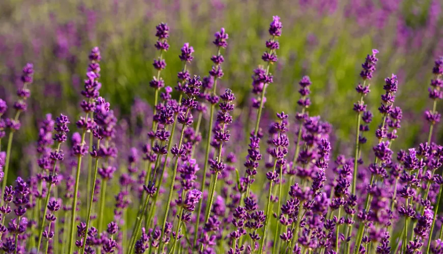 Hoe lavendel helpt bij het beheersen van stress en het verbeteren van de stemming