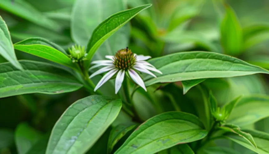 De effecten van de Andrographis paniculata verdienen uw aandacht