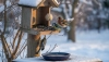 Vogelvoederhuisje in de winter is alleen nuttig bij de juiste verzorging