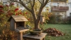 Weet u hoe u vogels in de tuin en op het balkon kunt ondersteunen