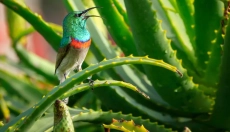 Hoe aloë vera te gebruiken in je dagelijkse verzorging