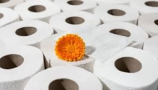 Bamboe toiletpapier verandert de benadering van hygiëne