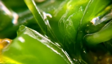 Chlorofyl helpt het lichaam te ontgiften en regenereren.