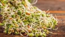 Ontdek hoe kiemen de gezondheid en vitaliteit verbeteren