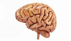 Nootropika: Hoe verbeter je je hersenen en leef je ten volle?