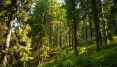 Roze ruis brengt een rustigere geest en een diepere slaap